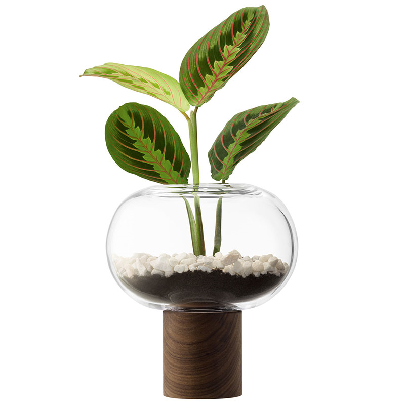 Oblate Vase, H21.5 cm, Clear/Walnut